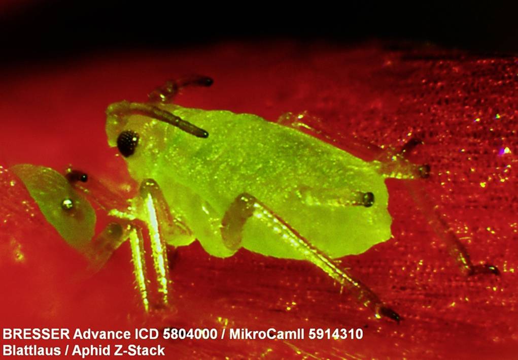 Zielony owad, prawdopodobnie mszyce, na czerwonej powierzchni. Tekst w obrazie mówi: 'BRESSER Advance ICD 5804000 / MikroCamII 5914310'.