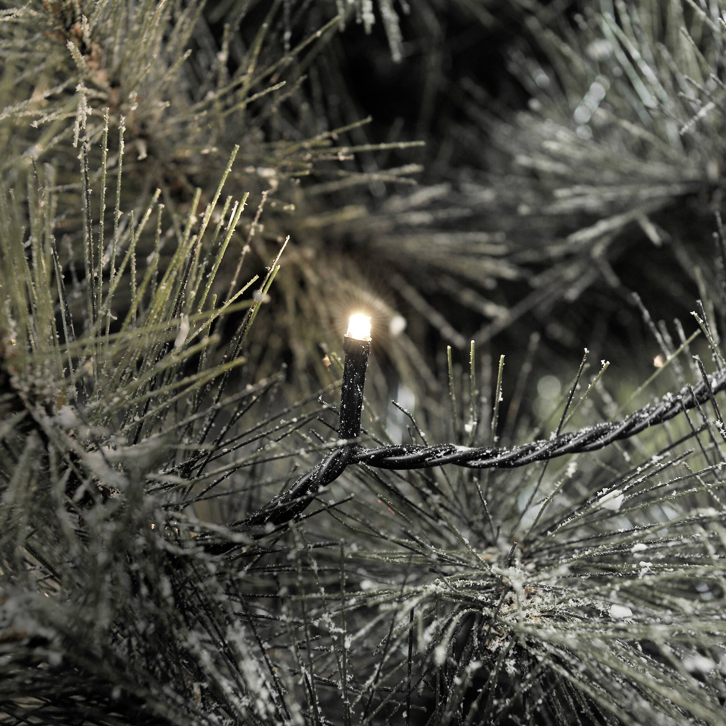 Pojedyncza, podświetlona lampa zawieszona na przewodzie znajduje się pomiędzy zielonymi gałęziami choinki.