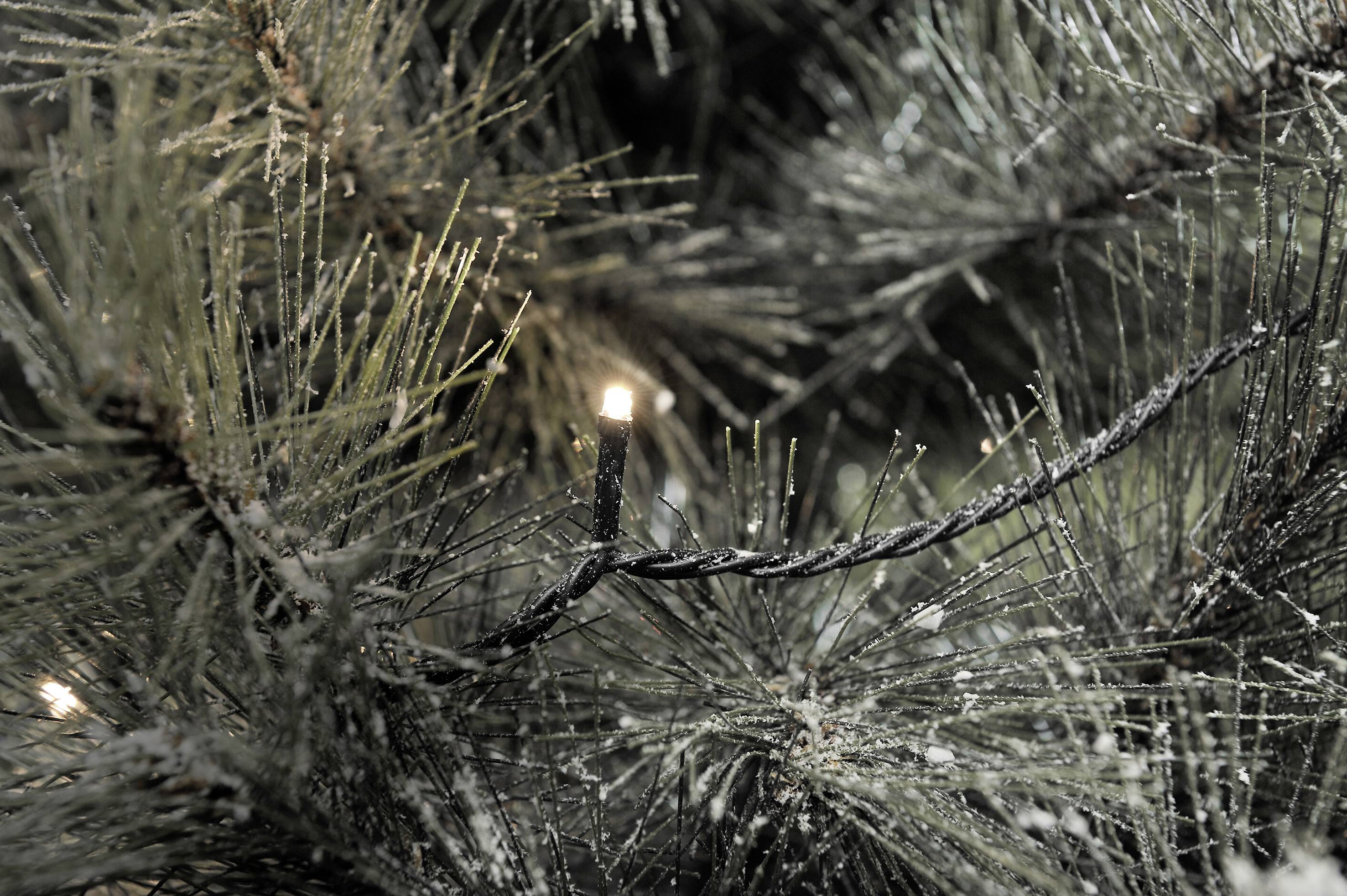 Zbliżenie gałązek sosny z małymi, ciepłymi białymi światełkami świątecznymi migoczącymi między igłami.