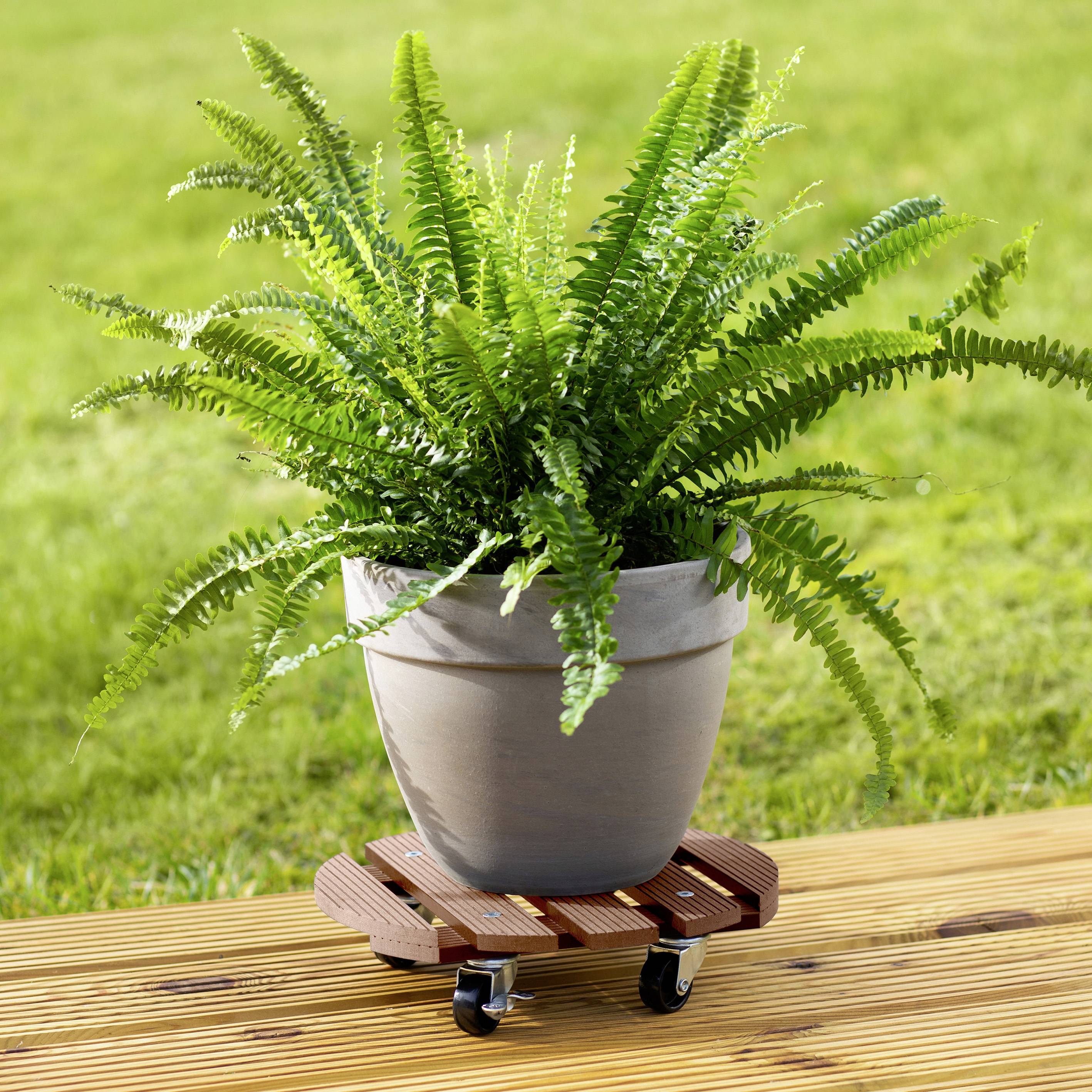 Zielony paproć w szarym doniczce stoi na drewnianym wózku, umieszczonym na tarasie na zewnątrz.