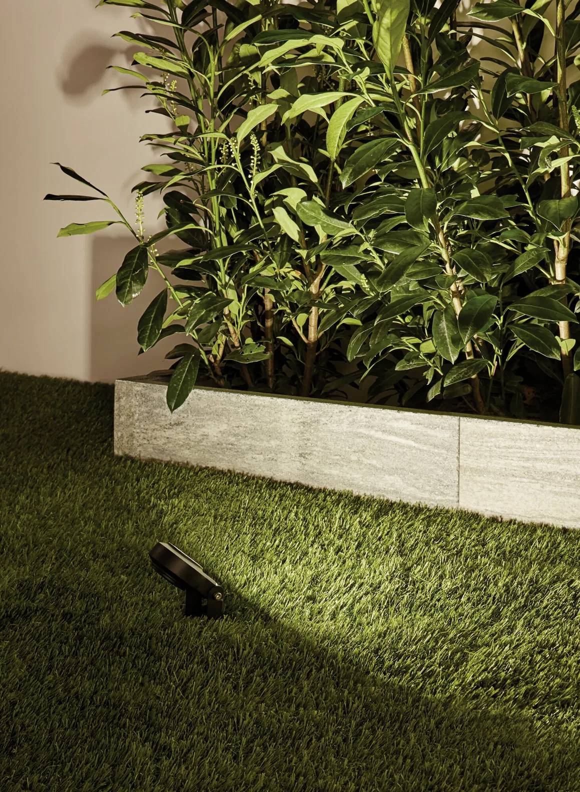 Kwitnący krzew jest oświetlony ciepłym promieniem światła, otoczony innymi roślinami w nocnym ogrodzie.