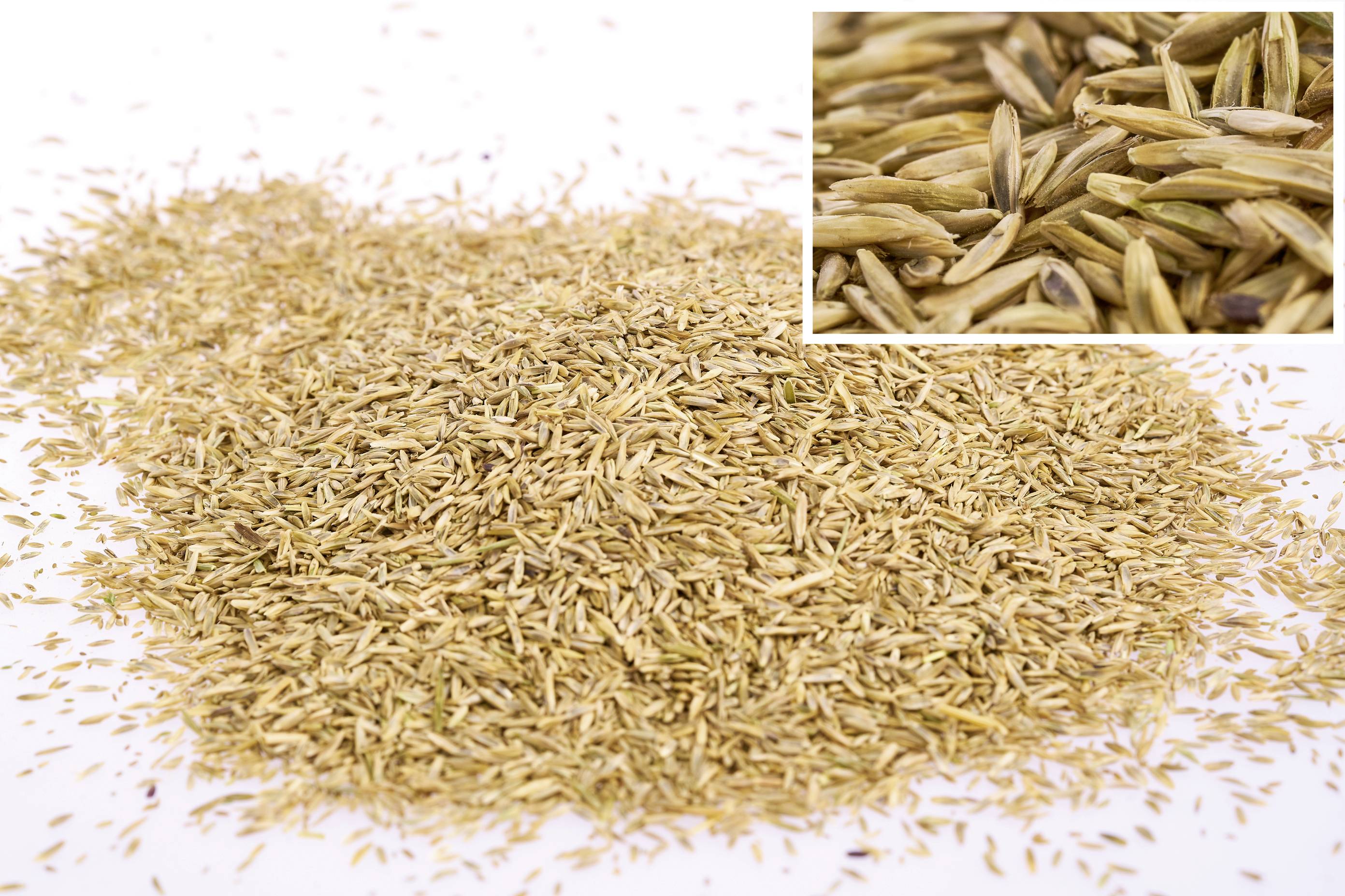 Dystrybucja ziaren ryżu, zbliżenie przedstawiające obfitość ziarenek ryżu, z małym wkomponowanym obrazkiem do szczegółowego wglądu.