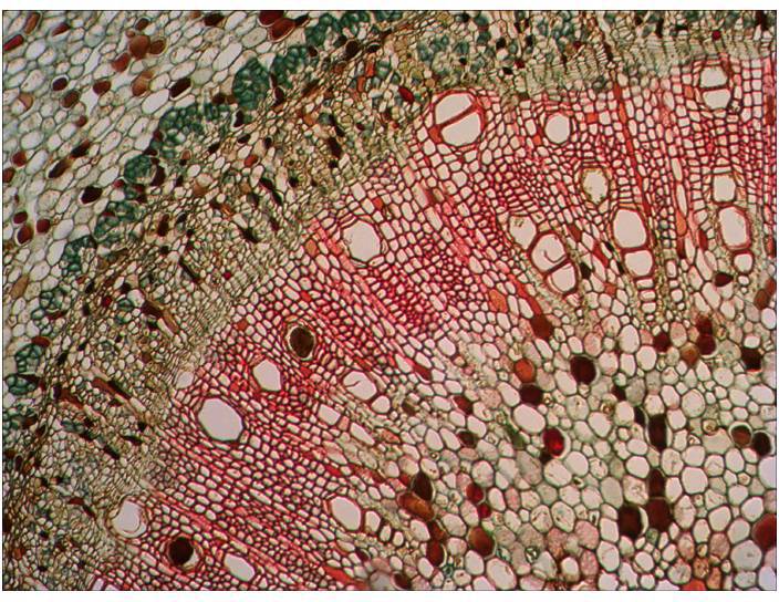 Mikroskopowe zdjęcie przekroju poprzecznego rośliny z czerwonymi, zielonymi i brązowymi komórkami o różnych rozmiarach i kształtach.