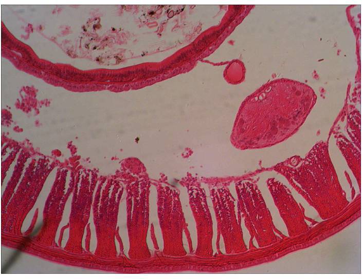 Mikroskopowy obraz przekroju poprzecznego tkanki, zabarwiony na czerwono. Struktury komórkowe i układ tkanki są widoczne.