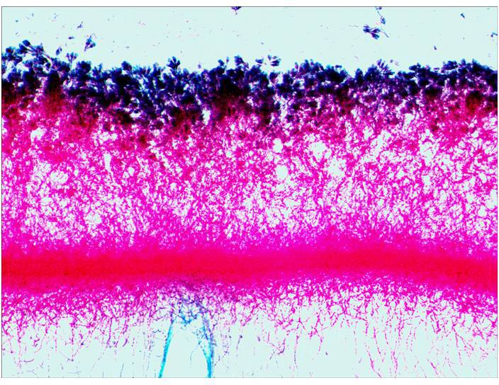 'Mikroskopowe zdjęcie hipokampa myszy, przedstawiające neuronalne połączenia w intensywnych odcieniach czerwieni i błękitu.'