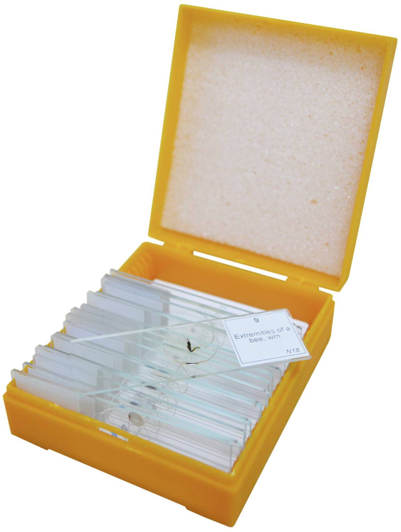 Pomarańczowe pudełko z otwartą pokrywką, wewnątrz kilka szklanych nośników przykrytych szkłem z owadami. Jeden z nich opisany napisem 'Entomologia'.