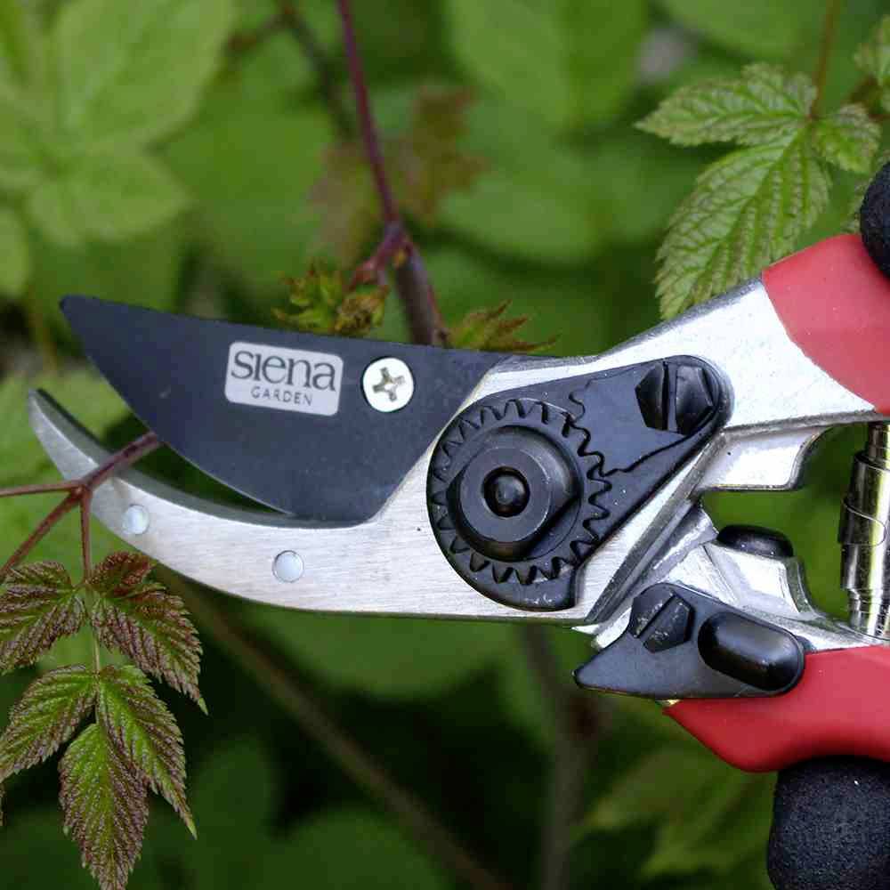 Czerwone nożyce ogrodnicze przecinają zielony pęd rośliny. Nożyce mają czarne uchwyty i srebrne ostrze tnące.