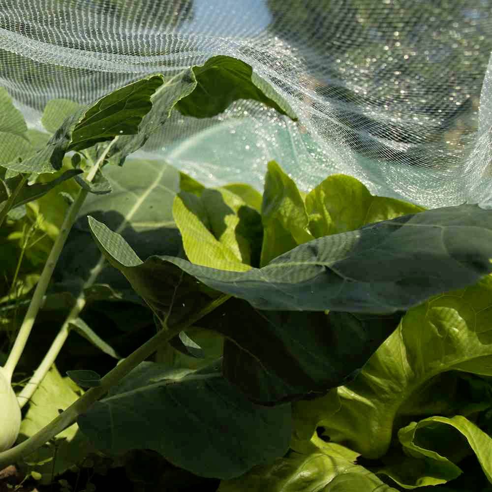 Грядка з кольраби та салатом, захищена тонкою сіткою від шкідників та сонця.