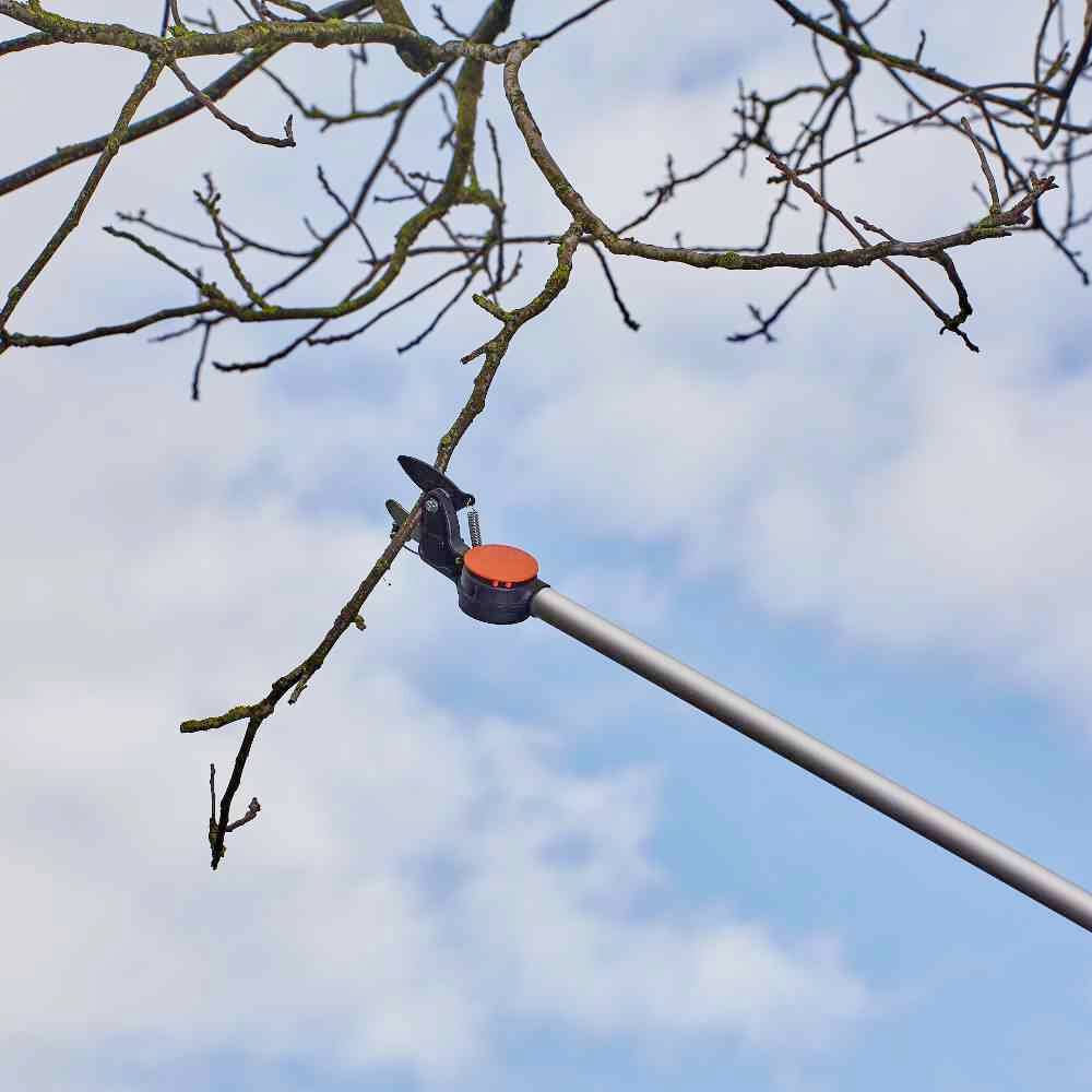 Nożyce do gałęzi przecinają gałąź na pustym tle nieba. Obraz przedstawia użycie narzędzia do pielęgnacji drzew.