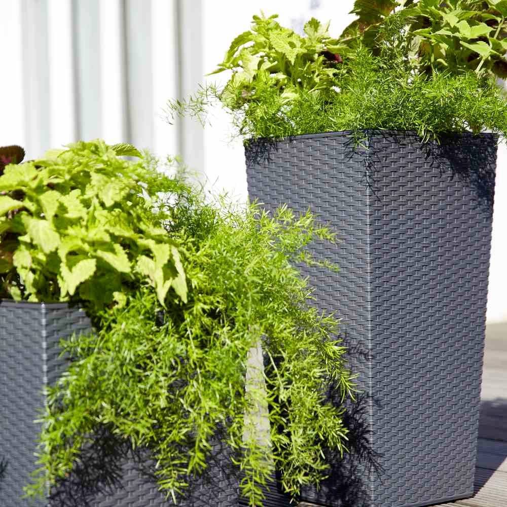 Dwa wysokie donice z plecionego materiału stoją na drewnianym tarasie, wypełnione zielonymi roślinami i ziołami.