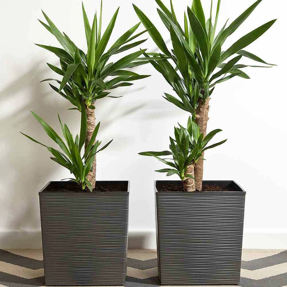 Dwie rośliny Yucca stoją obok siebie w kwadratowych, żebrowanych doniczkach na szaro-białym geometrycznym dywanie przed białą ścianą.