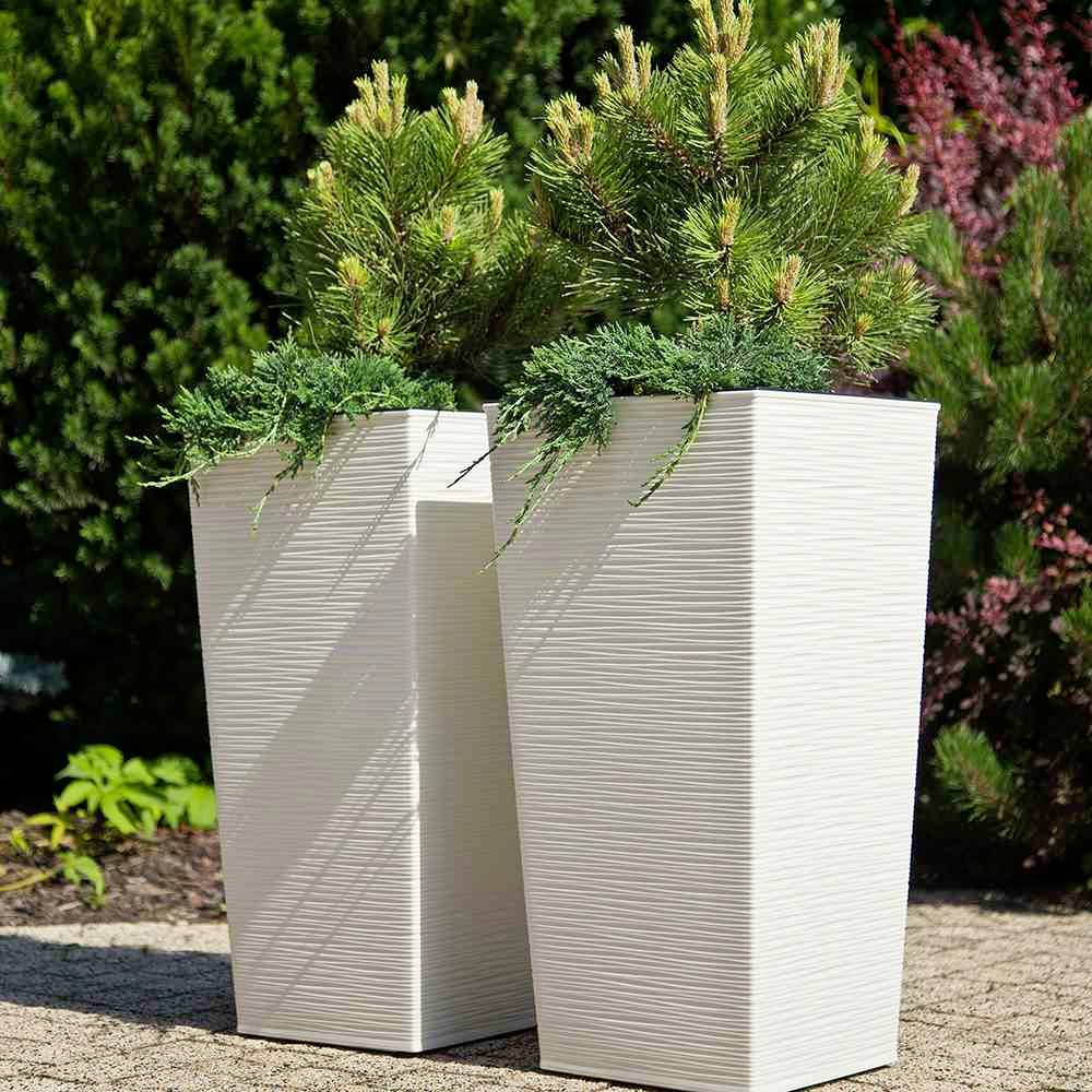 Dwa wysokie, białe donice na kamiennej posadzce, wypełnione małymi drzewkami iglastymi, otoczone zielonymi krzewami.