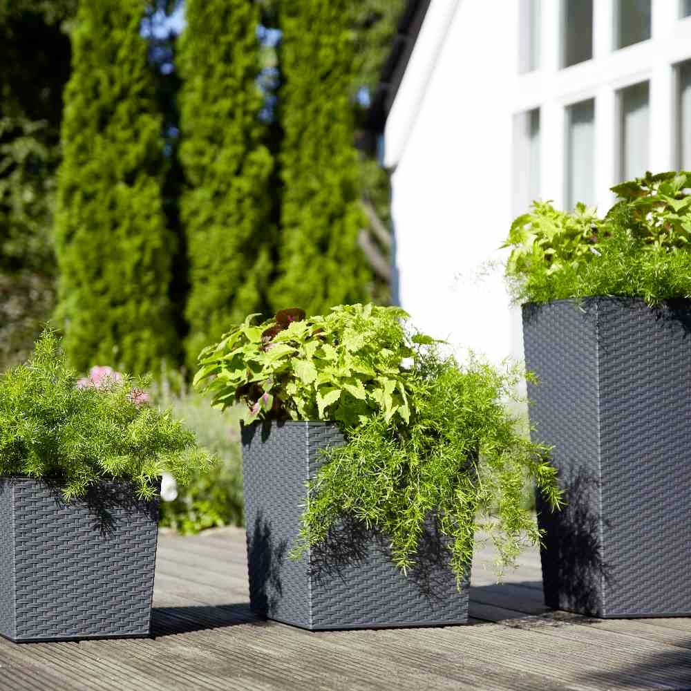 Trzy szare donice z bujną zielenią stoją na drewnianym tarasie przed białą ścianą i wysokimi drzewami.