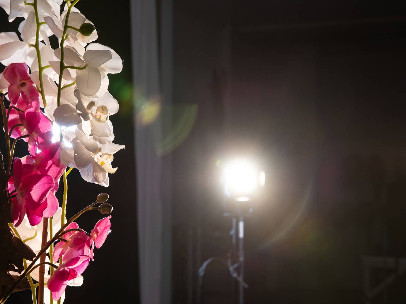Bukiet białych i różowych orchidei jest oświetlony silnym światłem, które tworzy jasne refleksy i cienie.