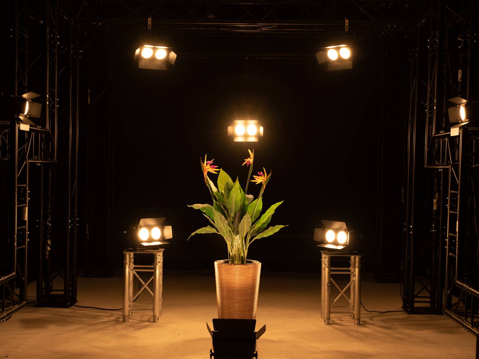 Roślina tropikalna w złotej doniczce stoi w studio, otoczona kilkoma mocnymi reflektorami.