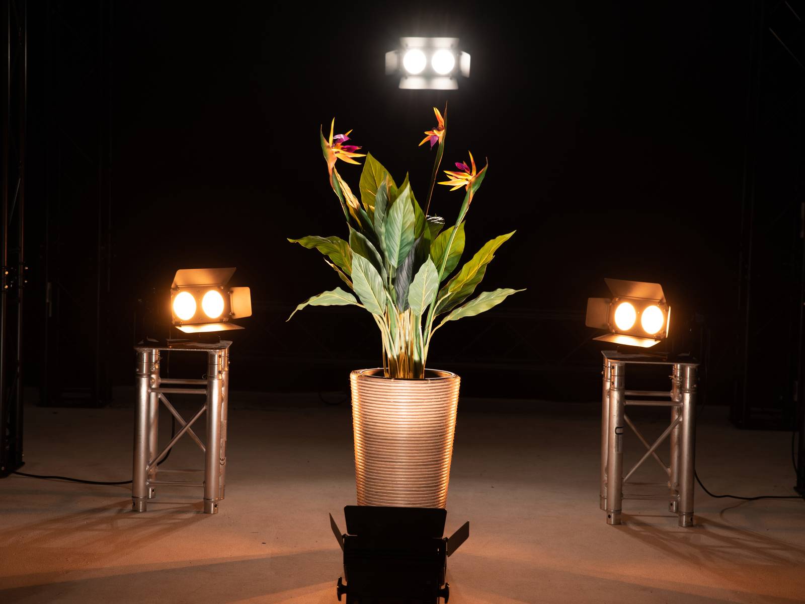 Garnek z kwiatami raju stoi na scenie, oświetlony trzema reflektorami. Scena podkreśla dekorację i oświetlenie.