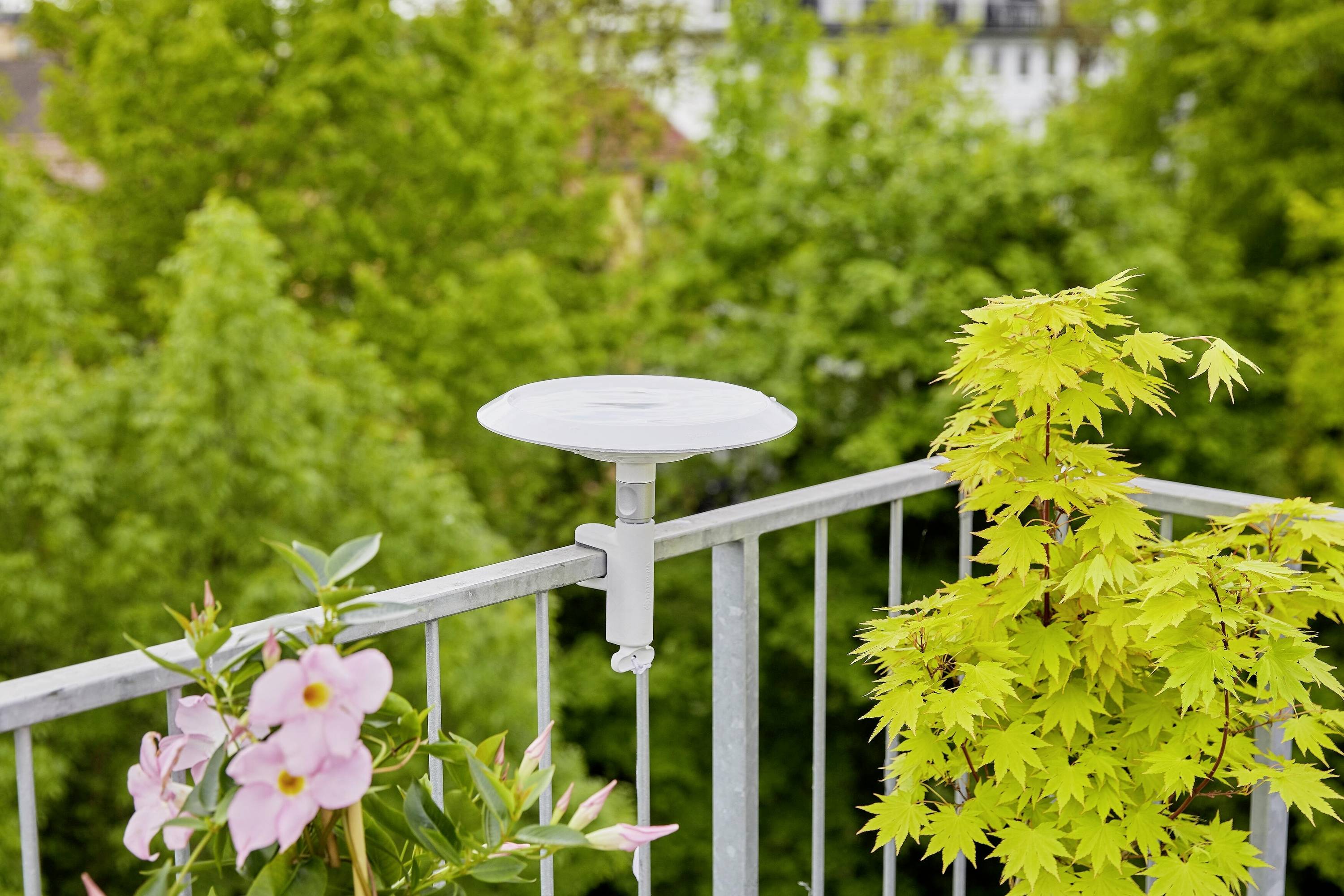 Mała, okrągła antena satelitarna jest zamontowana na balkonie, otoczona roślinami o zielonych i różowych liściach. W tle widać nieostre drzewa i budynki.