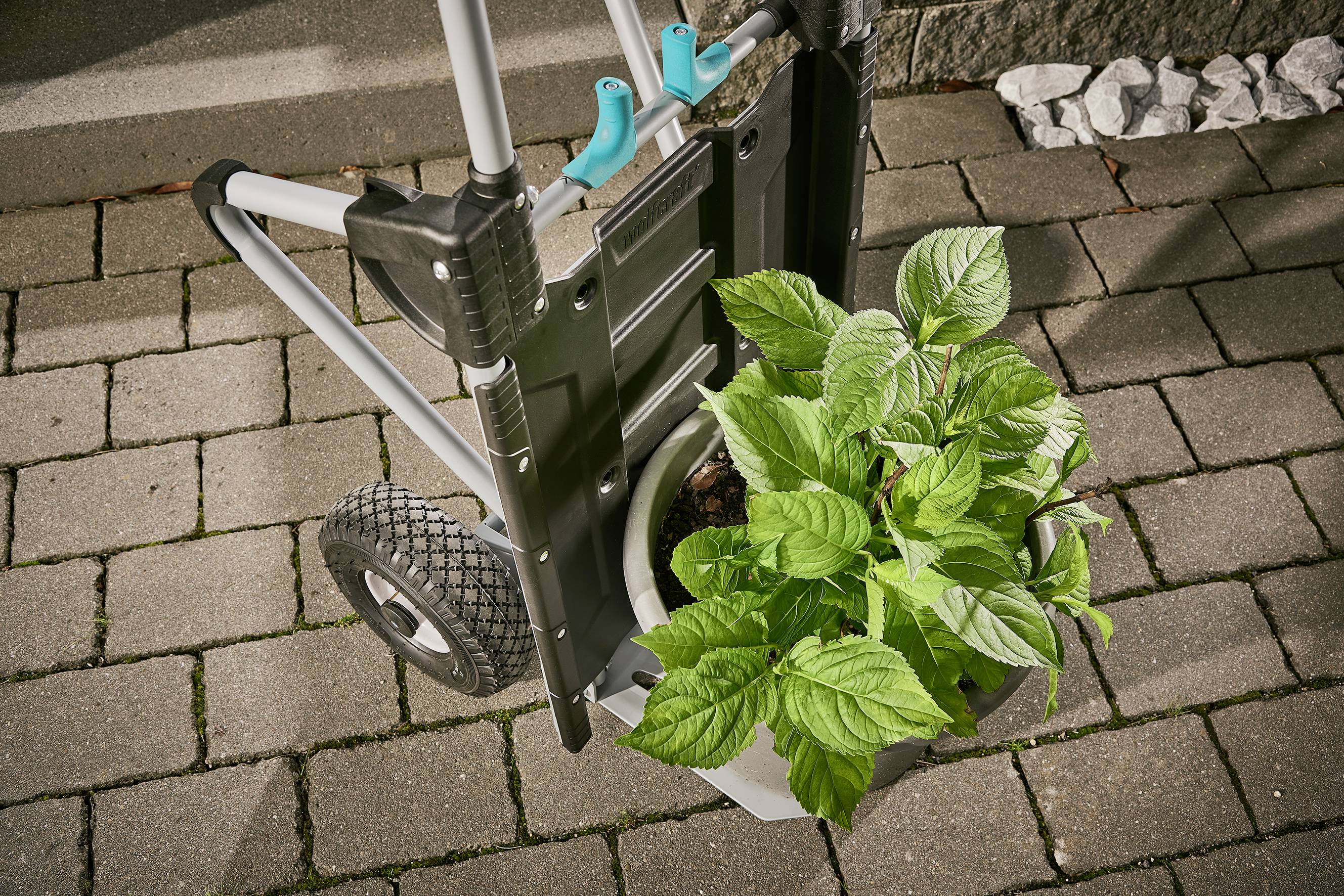 Doniczka z rośliną jest przewożona na wózku ręcznym po wybrukowanej drodze. Liście są zielone i gęsto się rozrastają.