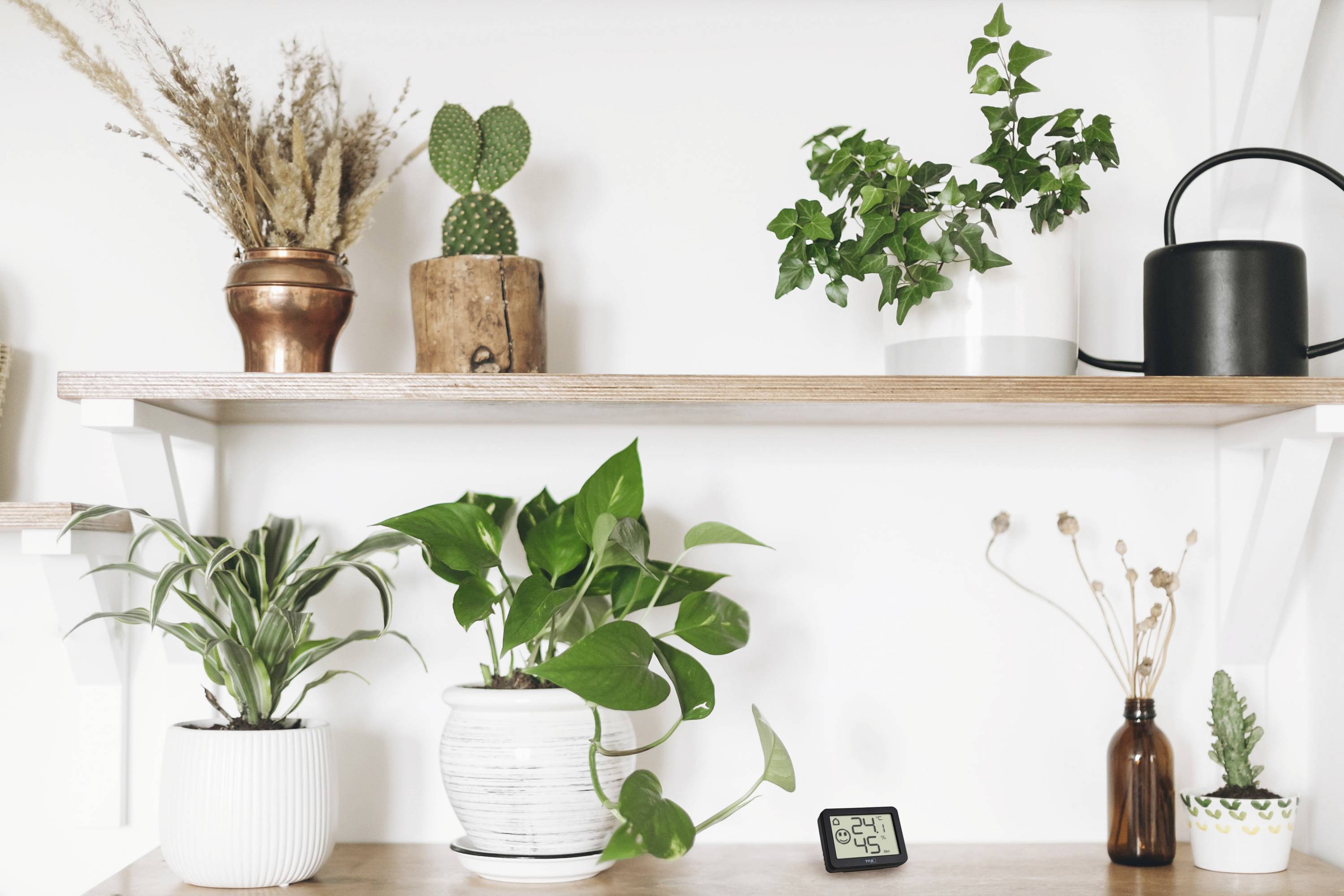 Regał z różnymi roślinami doniczkowymi, w tym kaktusami i bluszczem, obok czarnej konewki i małego zegarka cyfrowego.