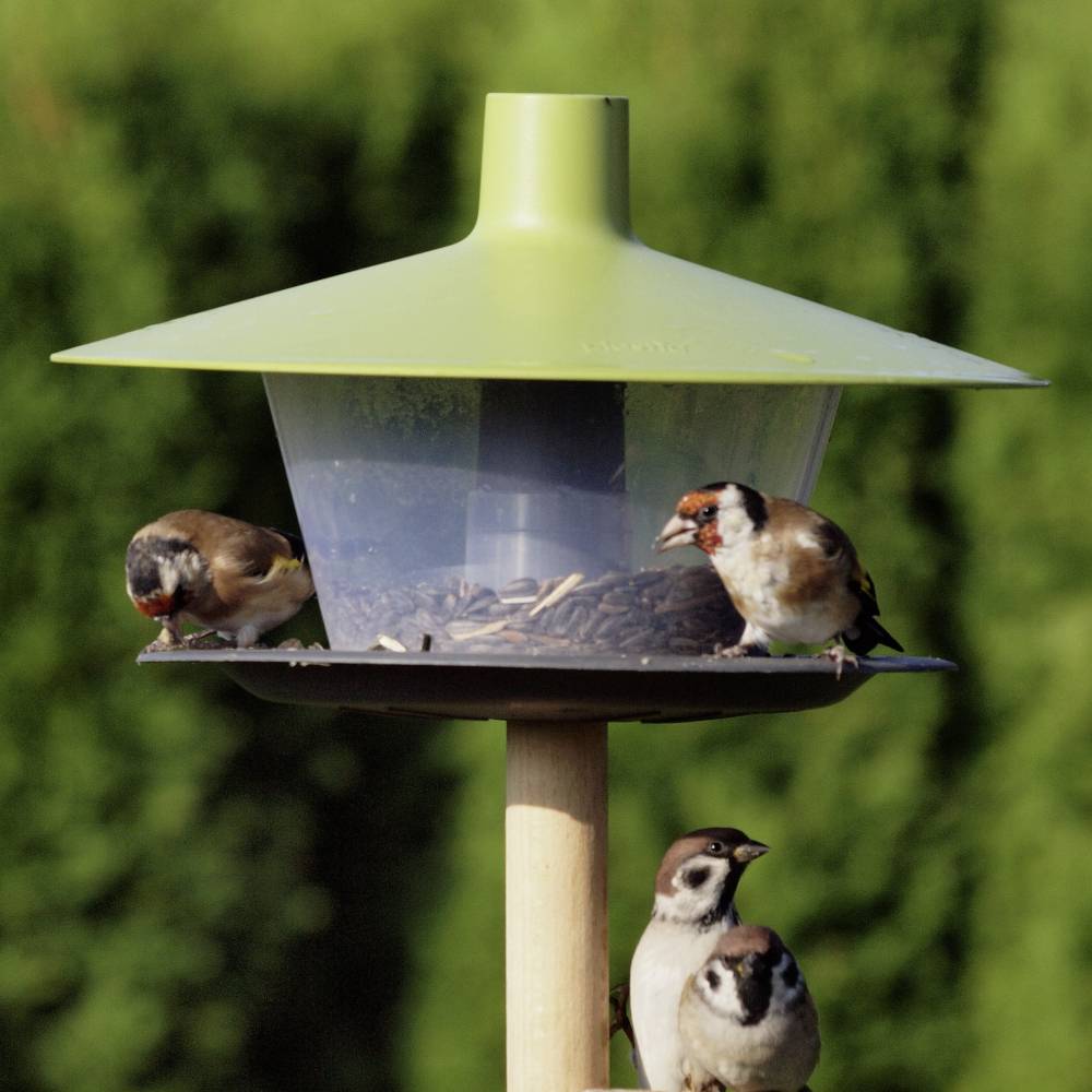 Trzy wróble siedzą przy karmniku w ogrodzie. Dwa wróble jedzą z karmnika, podczas gdy jeden czeka na dole.