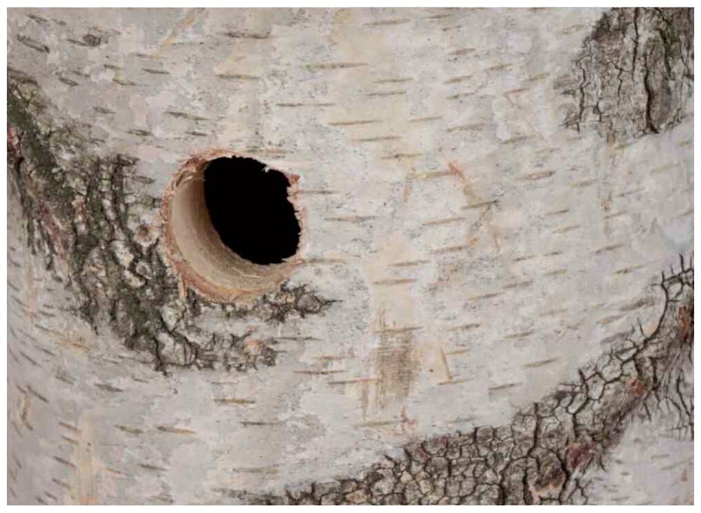 Sęk w korze drzewa, otoczony szorstką, białawą korą z ciemnymi, strukturalnymi plamami.