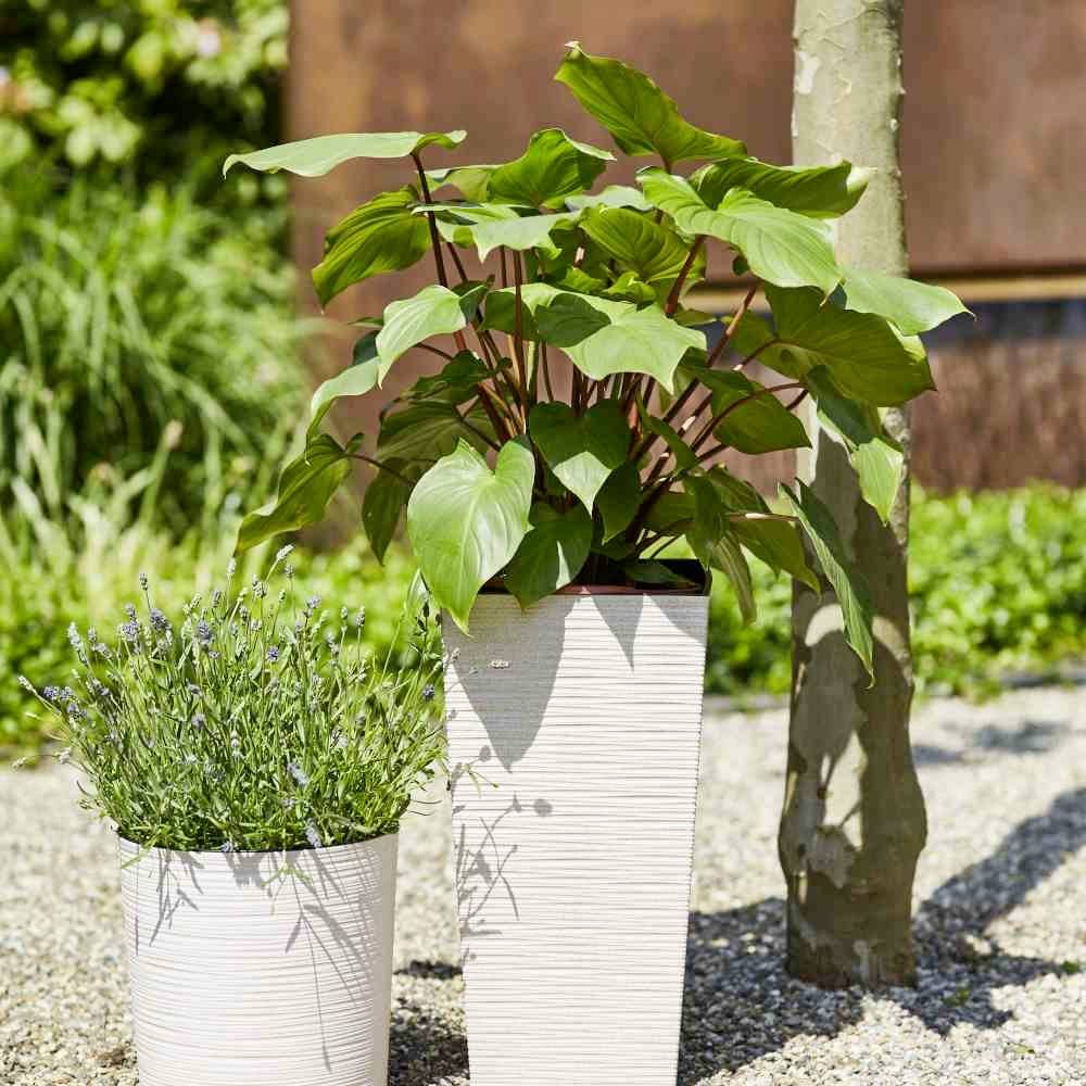 Dwie rośliny w ozdobnych doniczkach stoją na zewnątrz na żwirowym podłożu; jedna to lawenda, a druga ma duże, zielone liście.