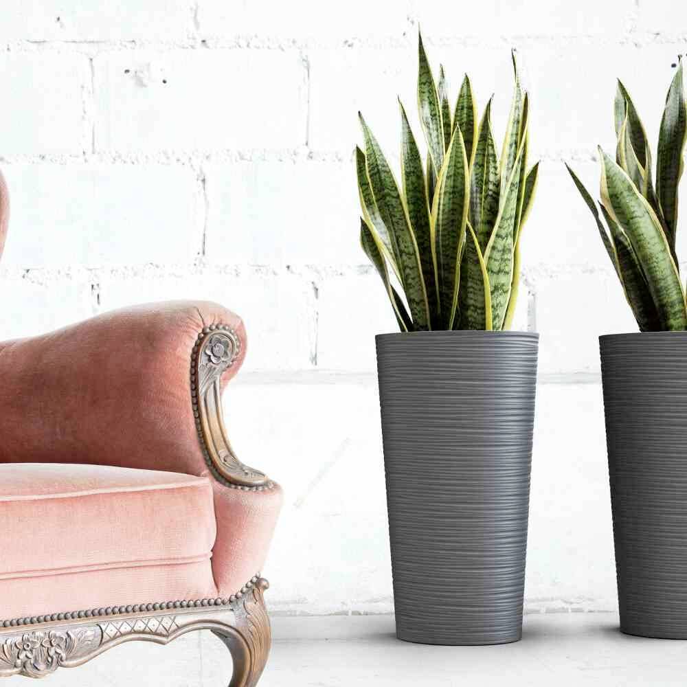 Czerwona, vintage'owa kanapa z aksamitu obok wysokich, zielonych roślin w nowoczesnych, szarych donicach na tle białej ściany.