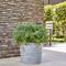 Szary doniczka z zielonymi krzewami stoi na tarasie obok muru z cegły. W tle niewyraźne krzesła ogrodowe.