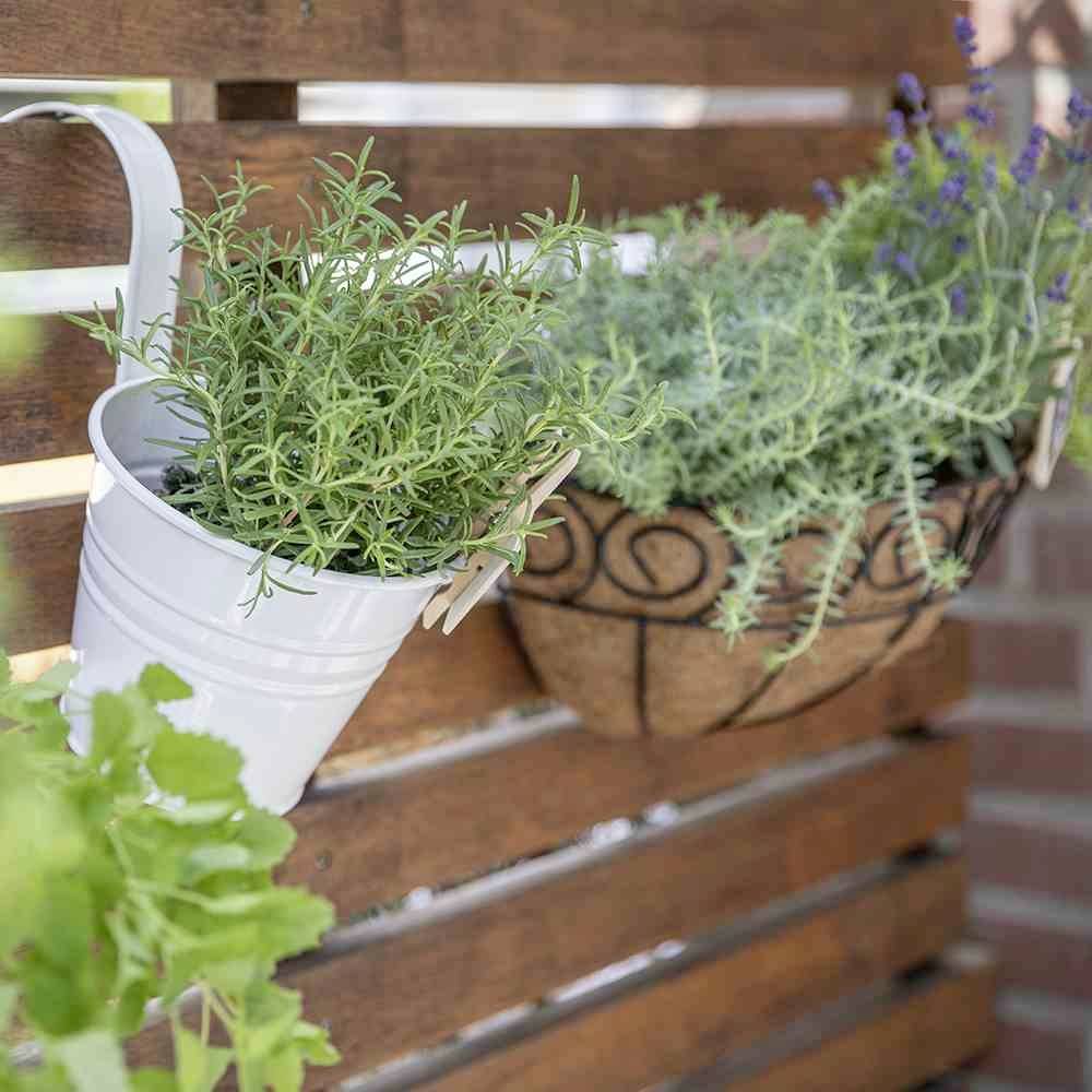 Rośliny w białych i brązowych doniczkach wiszą na drewnianym płocie. Po lewej stronie rozmaryn, po prawej lawenda, w nasłonecznionym otoczeniu.
