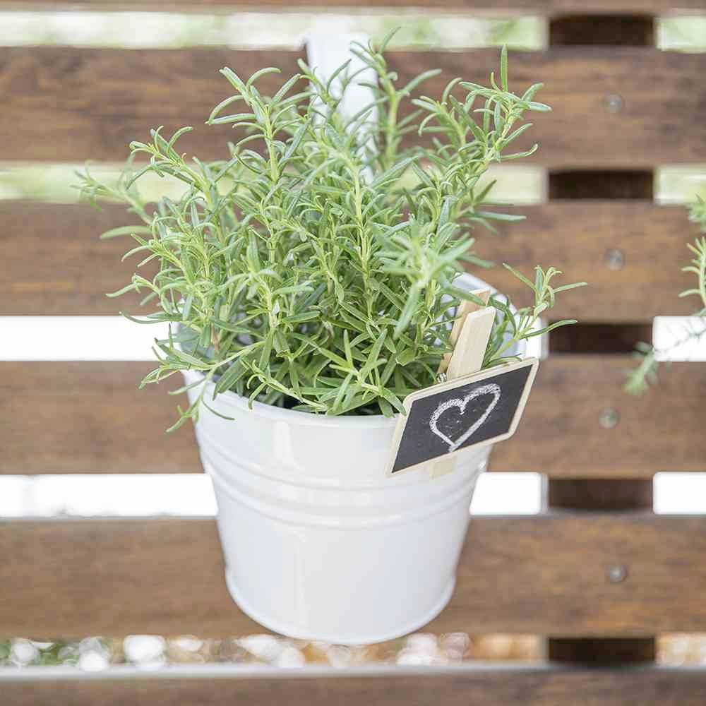 Biały doniczka z rozmarynem wisi na drewnianym płocie. Mała tabliczka z narysowanym sercem jest przymocowana do doniczki.