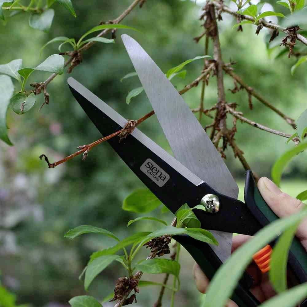 Jedna ręka trzyma sekator, który podcina suchy konar z krzewu pokrytego zielonymi liśćmi.