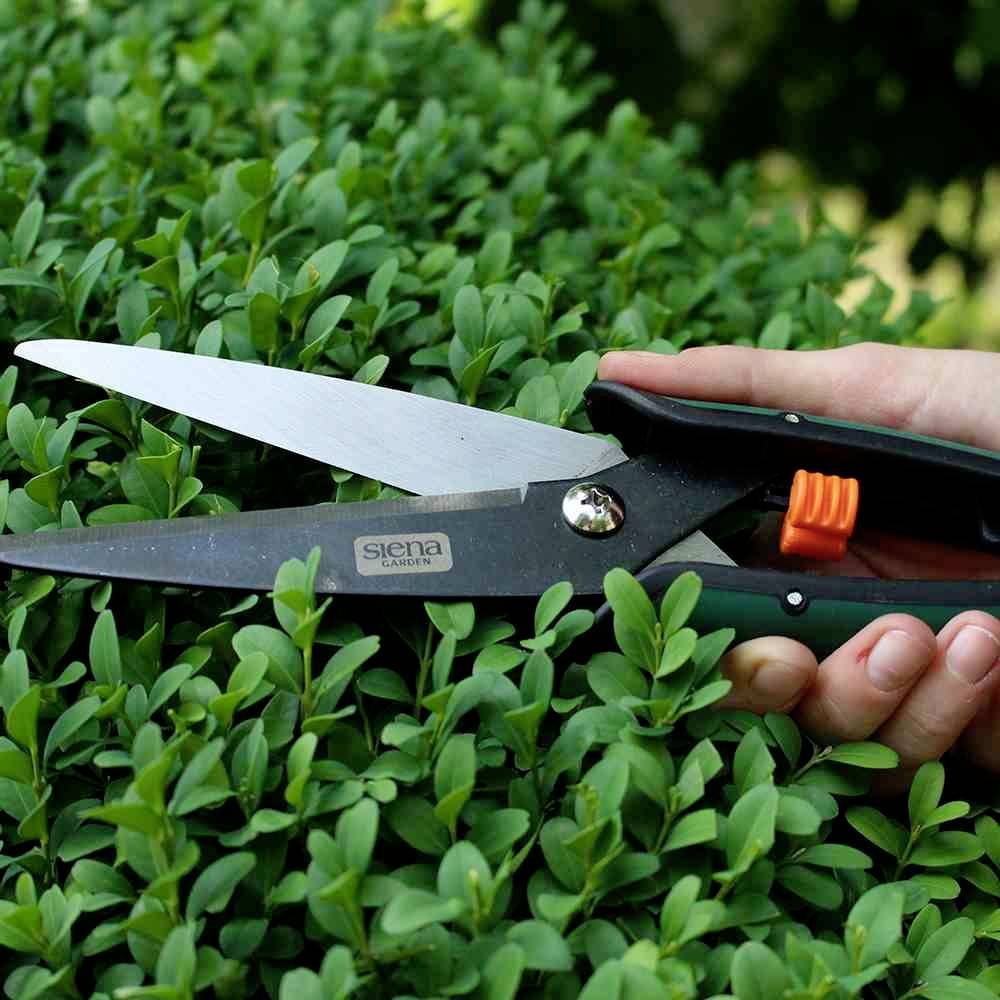 Dłoń trzyma nożyce do żywopłotu nad zielonym krzewem, gotowa do przycięcia liści.