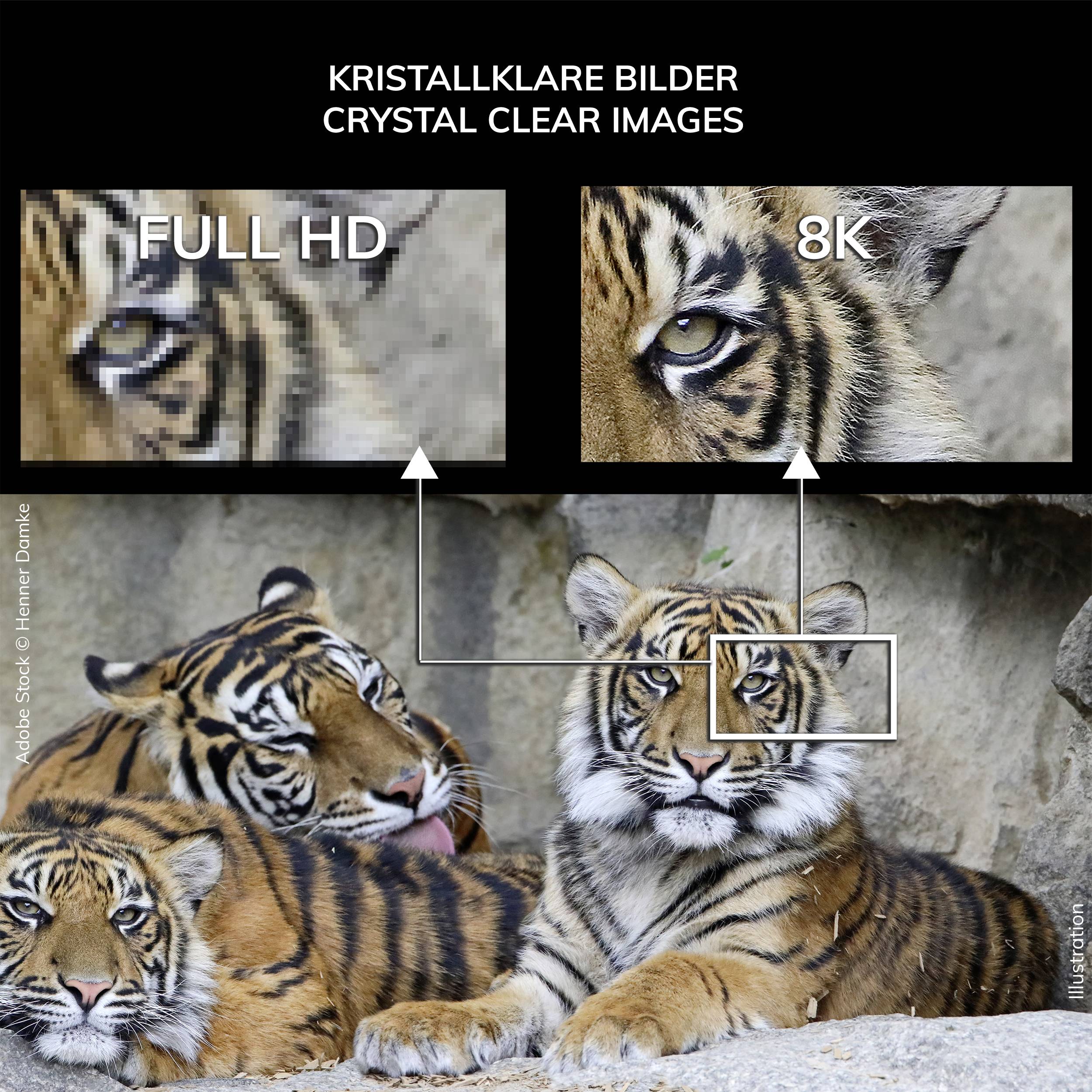 'Trzy tygrysy leżą na skale. Dwa powiększenia pokazują różnicę między 'Full HD' a '8K', przy czym '8K' oferuje ostrzejsze szczegóły.'