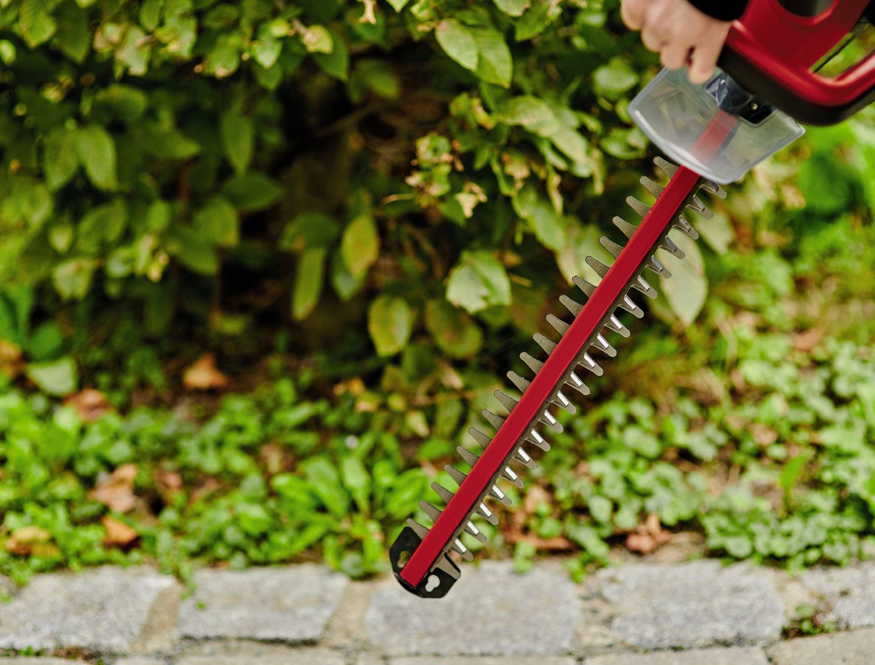 Osoba trzyma czerwone nożyce do żywopłotu przed zielonym krzewem. Nożyce są gotowe do pracy i służą do przycinania gałęzi.