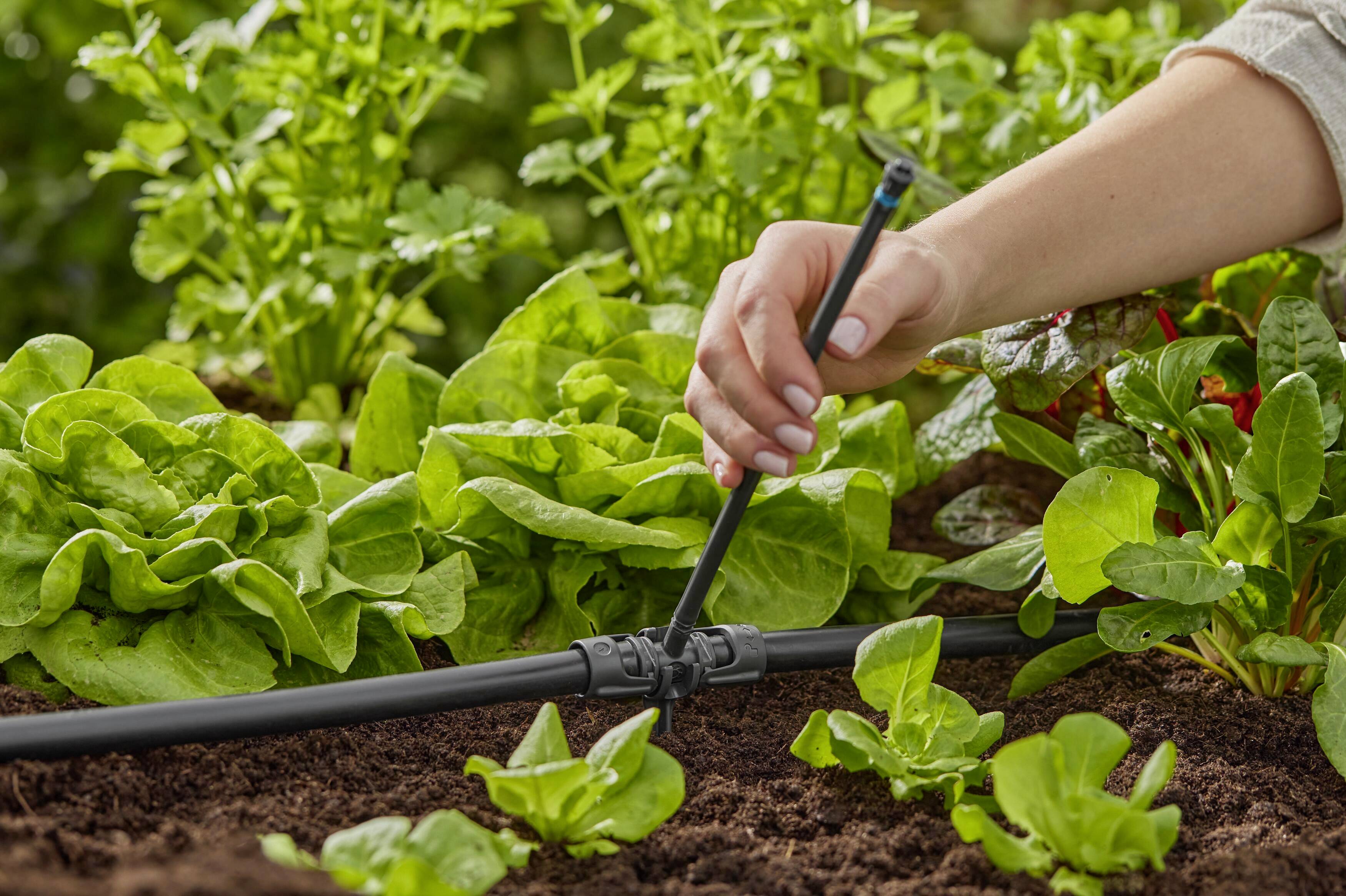 Ręka reguluje system nawadniania między zielonymi roślinami sałaty w ogrodzie warzywnym.