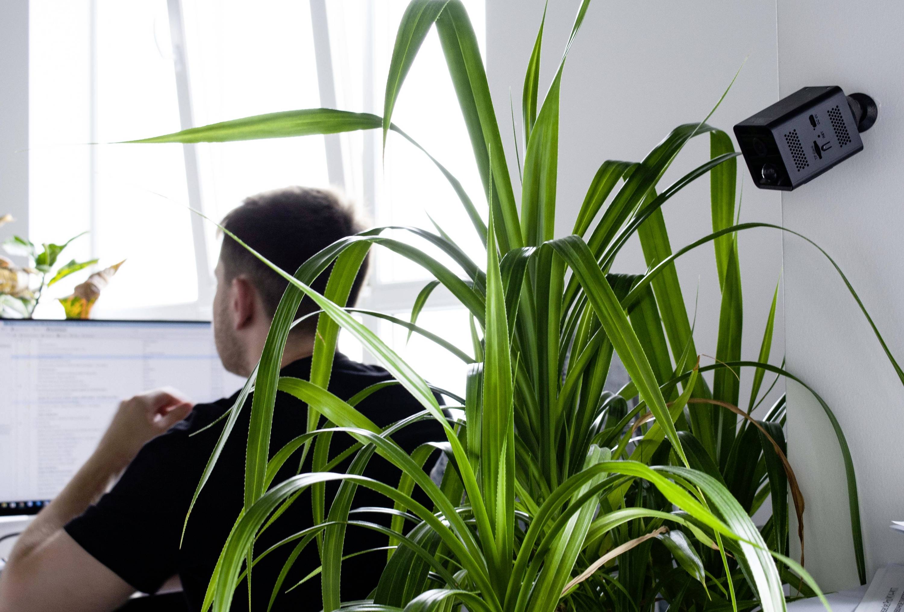 Mężczyzna pracuje przy komputerze w biurze, na pierwszym planie stoi zielona roślina.