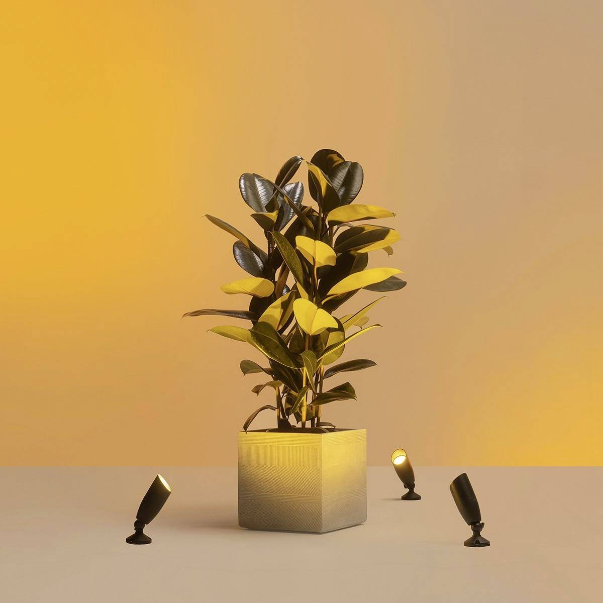 Dekoracyjny doniczka z ciemnozieloną rośliną, otoczona małymi reflektorami, na pomarańczowym tle.