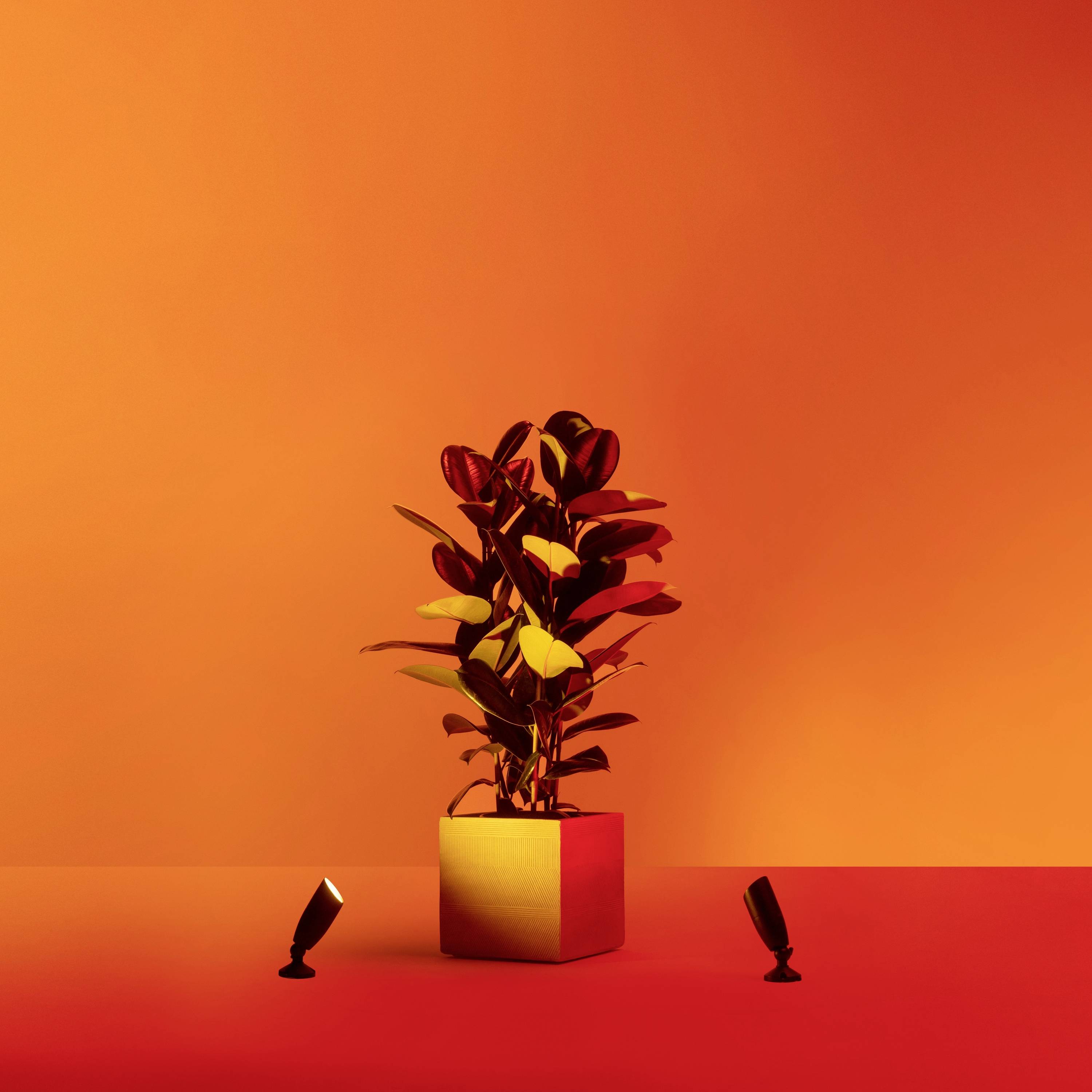 Roślina doniczkowa z błyszczącymi liśćmi w pomarańczowym pokoju, oświetlona przez dwa małe reflektory.