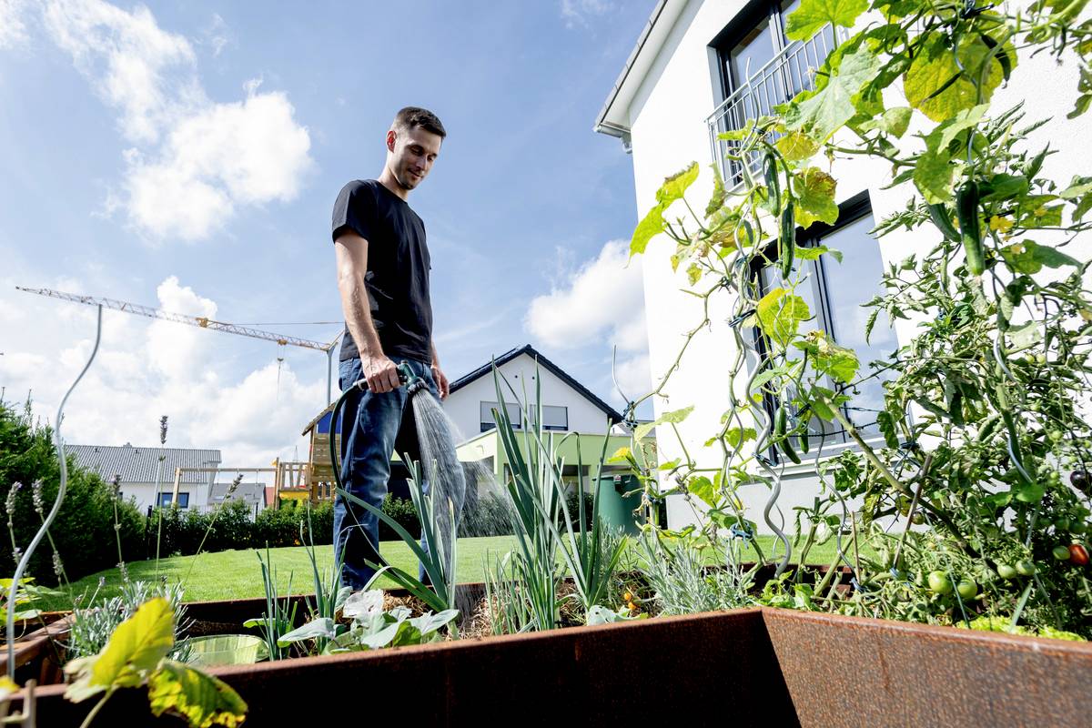 Mężczyzna podlewa rośliny konewką w podniesionym gródku ogrodowym obok białego domu w słoneczny dzień.