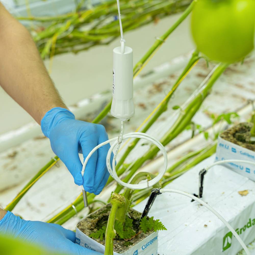 Dłoń w niebieskich rękawiczkach badająca roślinę w szklarni, koncentrująca się na technikach uprawy i pielęgnacji roślin.