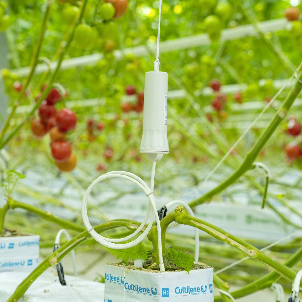 Rośliny pomidorowe w szklarni, przymocowane do podpórek. W tle widoczne są dojrzałe czerwone i zielone pomidory.