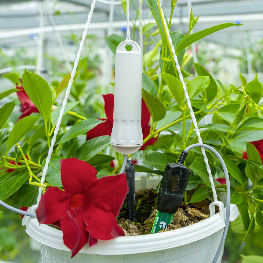 Kwitnąca roślina w białej doniczce wiszącej w szklarni. Miernik wilgotności jest wetknięty w ziemię.