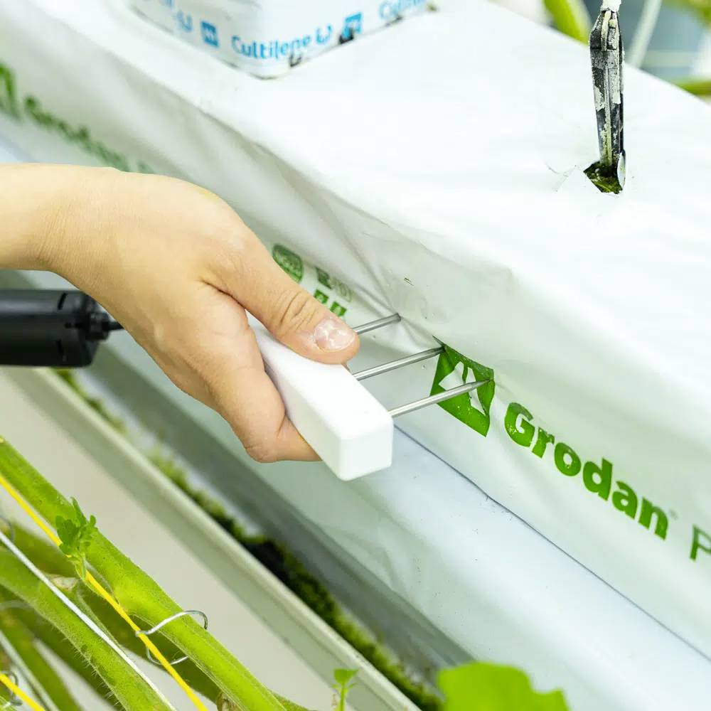 Ręka wkłada czujniki do jednostki uprawowej przykrytej folią z widocznym logo Grodan w szklarni.