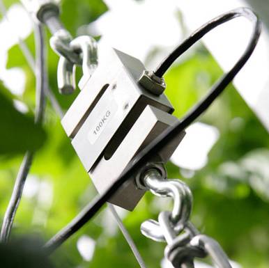 Srebrzysta metalowa waga z napisem '100 KG' zawieszona jest na kablu, otoczona zielonymi liśćmi.