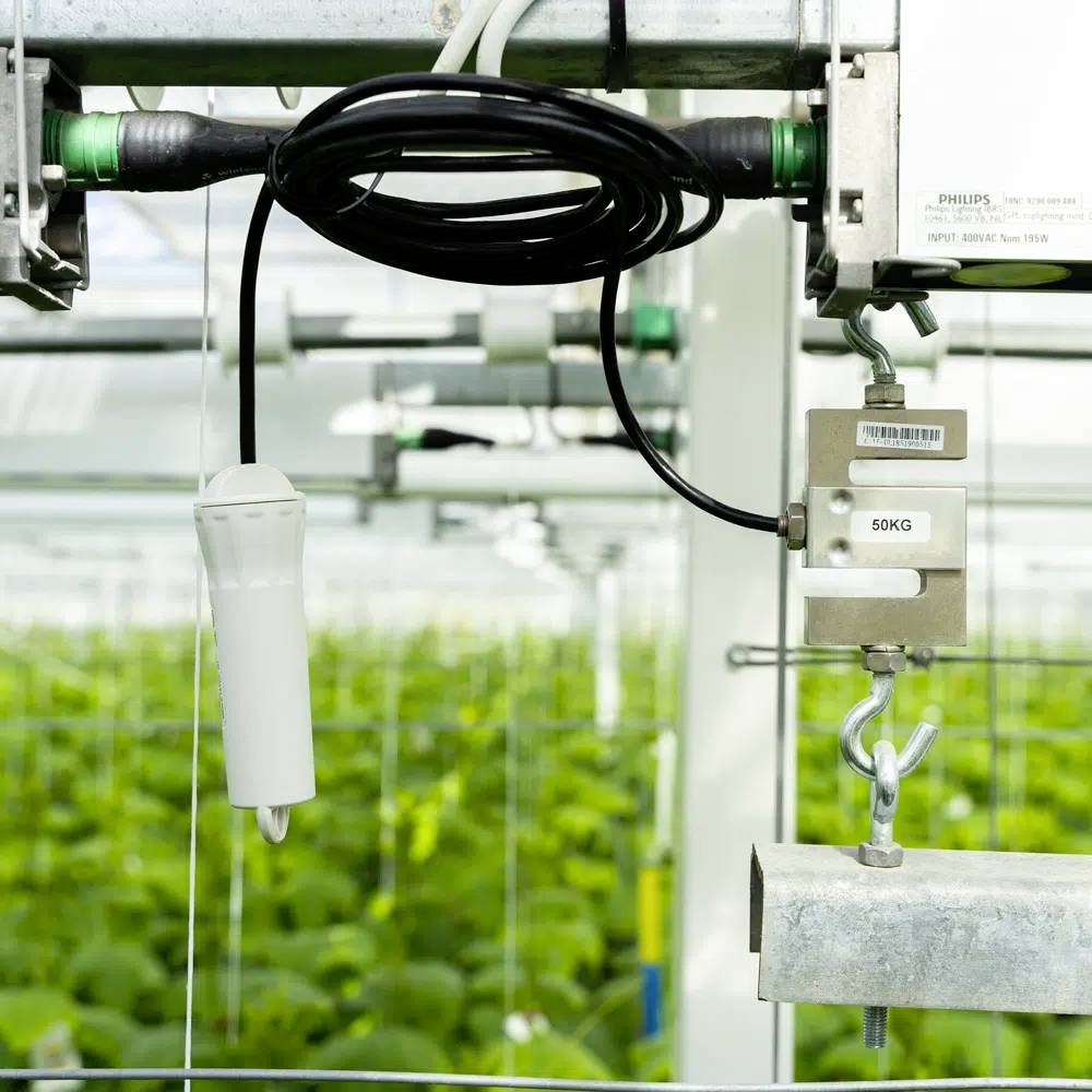 Czujnik w nowoczesnej szklarni monitoruje wzrost roślin. W tle widać zielone rośliny i urządzenia techniczne.