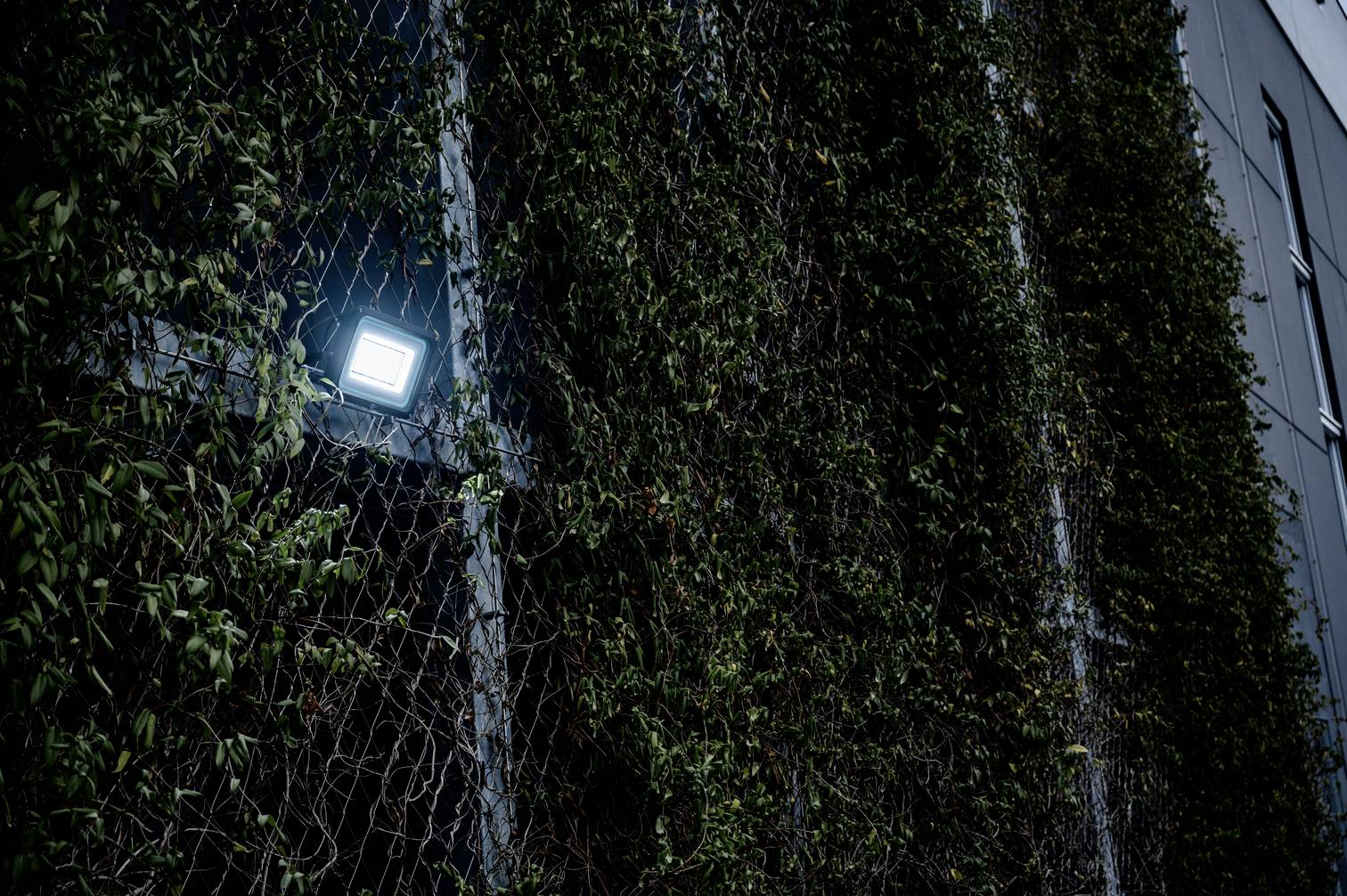 Ściana pokryta gęstą zielenią, oświetlona pojedynczym reflektorem, który podkreśla strukturę roślinności.