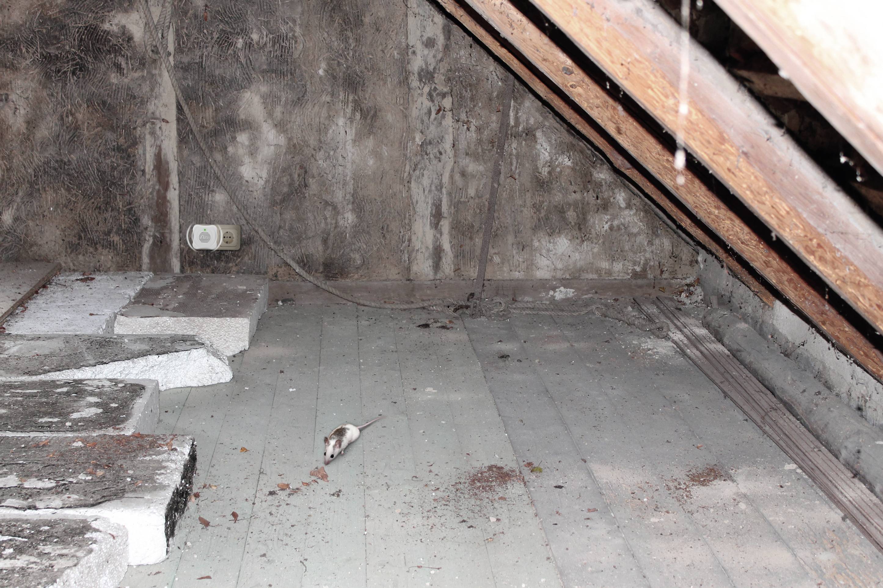 Opuszczony strych z odkrytymi drewnianymi belkami, małym zwierzęciem na podłodze i widocznymi śladami zniszczenia.