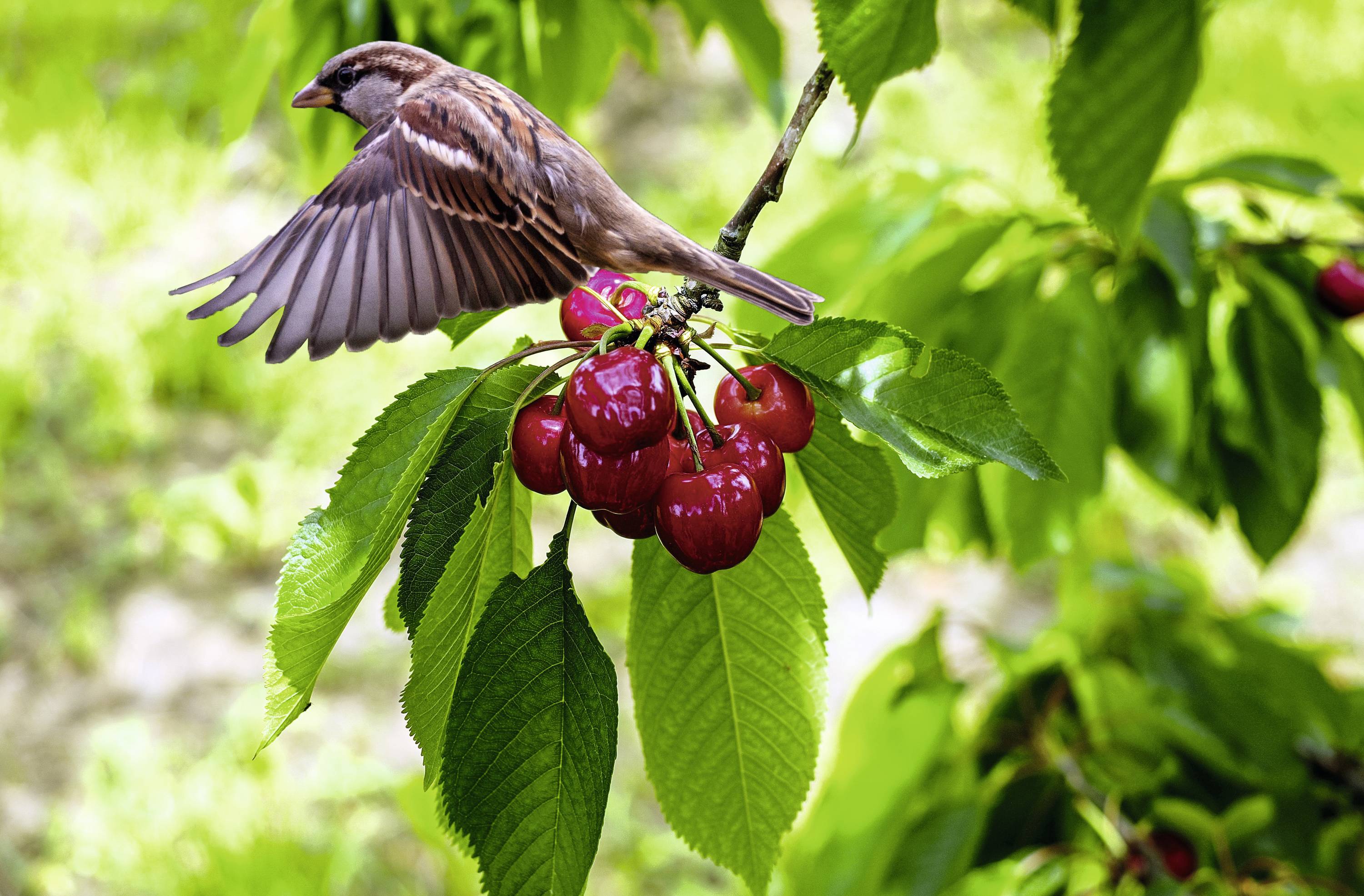 Сонячний відлякувач птахів Gardigo Vogelscheuche Feindgeräusch 60091INT