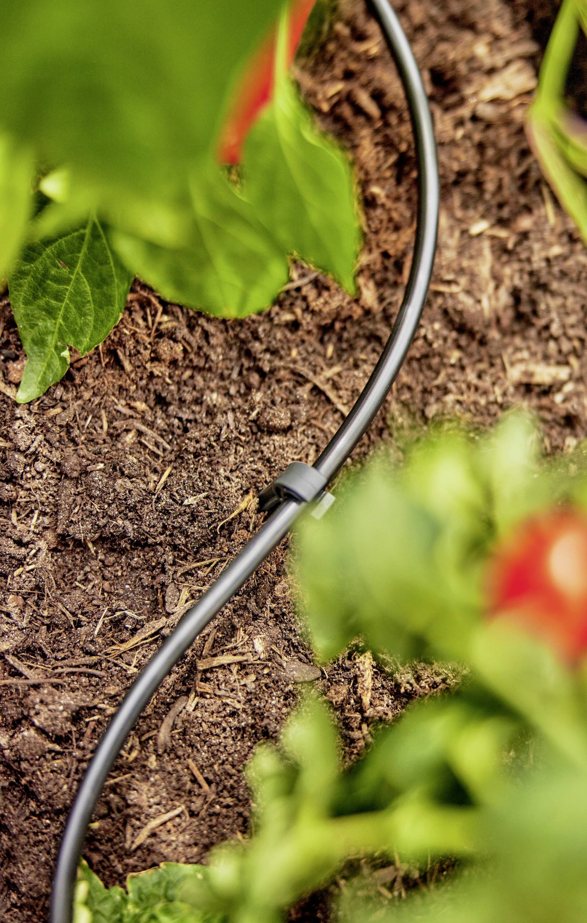 Czarny wąż do nawadniania kropelkowego nawadnia glebę wokół zielonych roślin w ogrodzie, zapewniając wydajne nawilżenie otaczającego obszaru.
