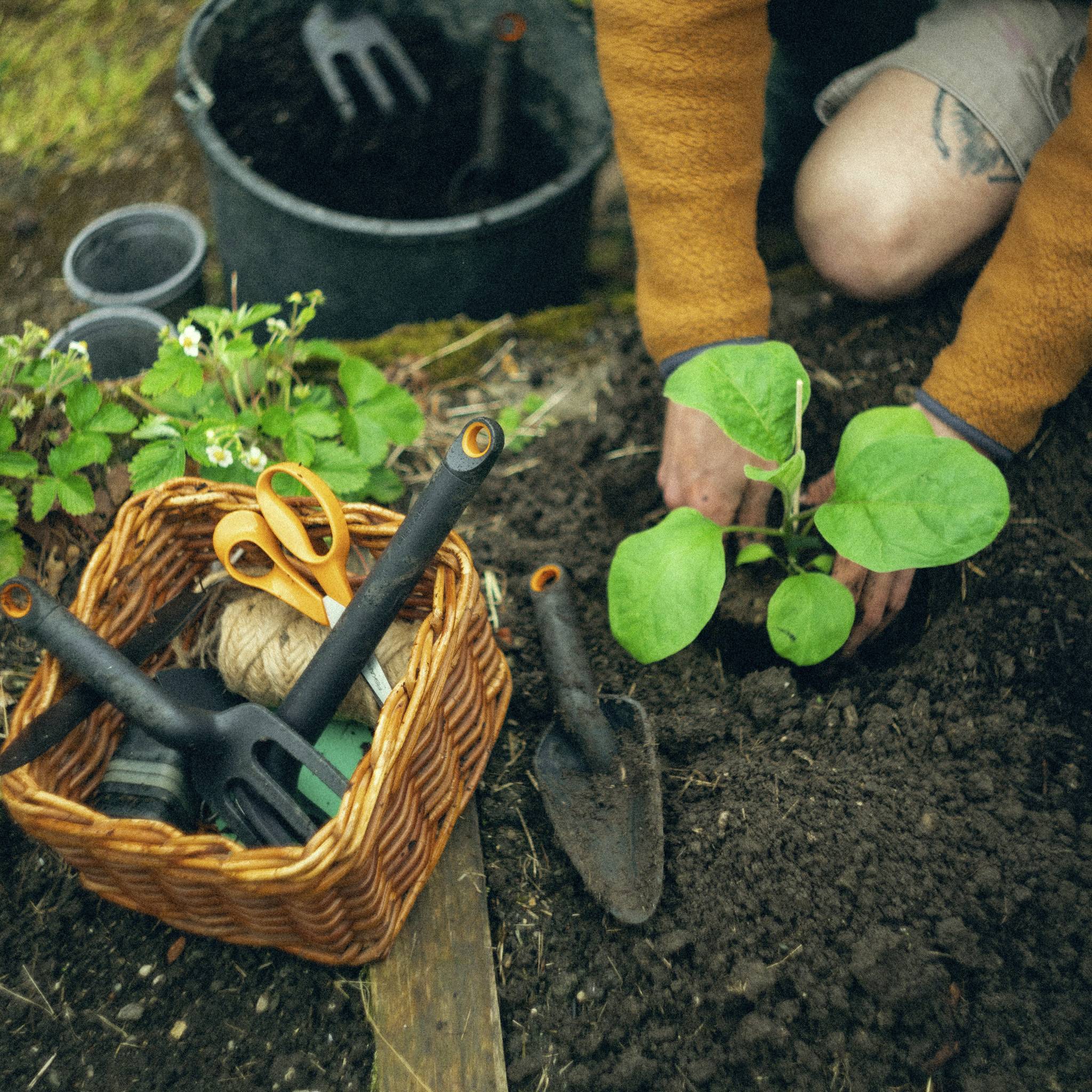 Osoba sadzi w ogrodzie, obok skrzynki z narzędziami ogrodniczymi i doniczki z ziemią.